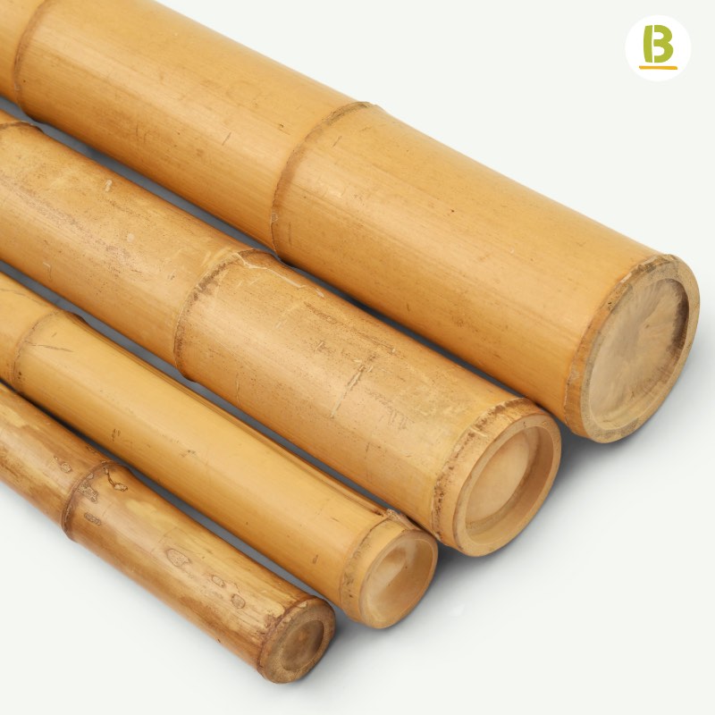 Cañas Bambú Moso