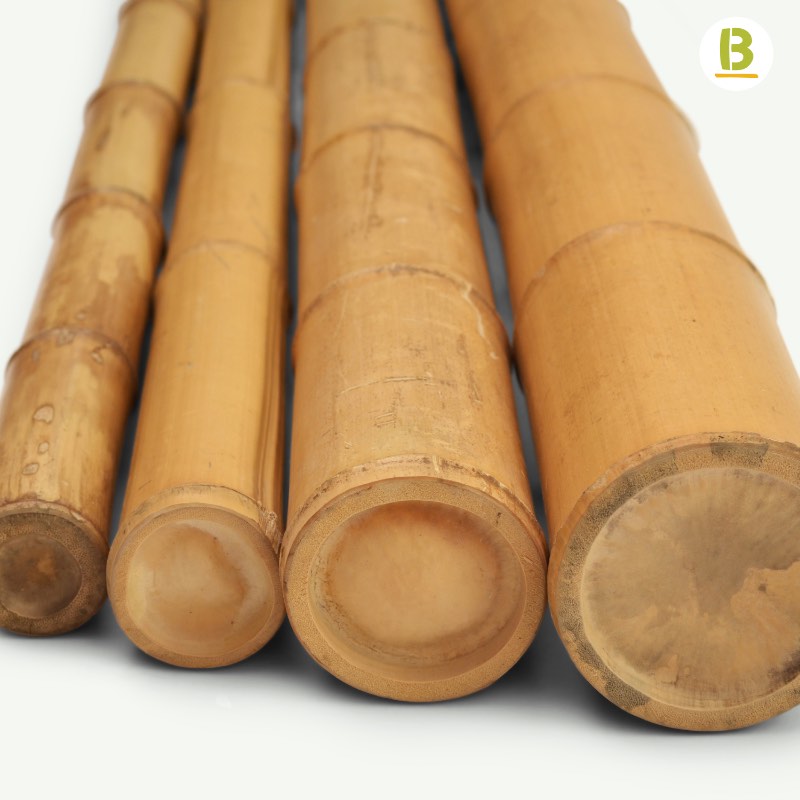 Cañas Bambú Moso