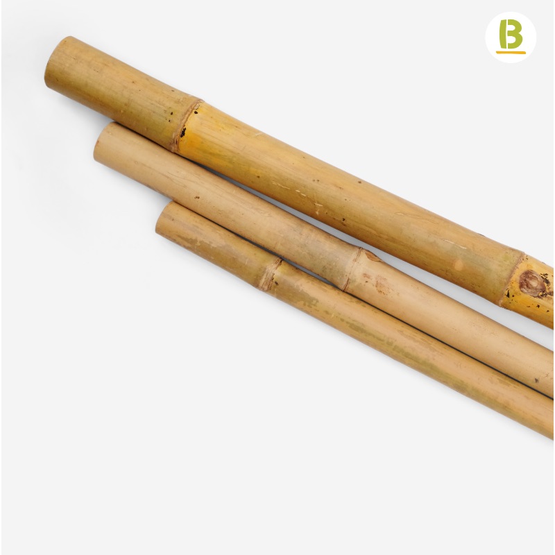 Cañas Bambú Tam Vong
