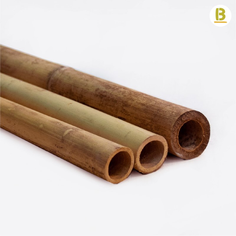 Cañas Bambú Tonkin