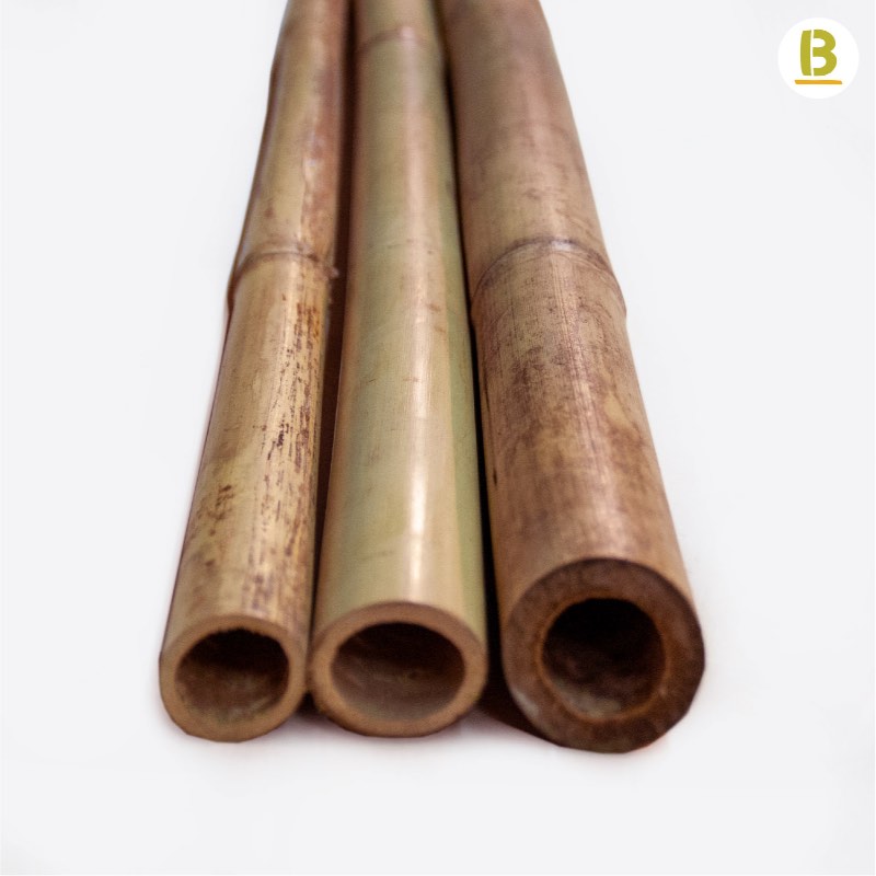 Cañas Bambú Tonkin