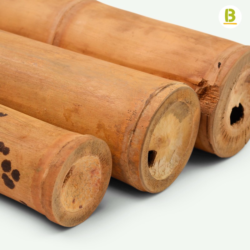 Cañas Bambú Guadua