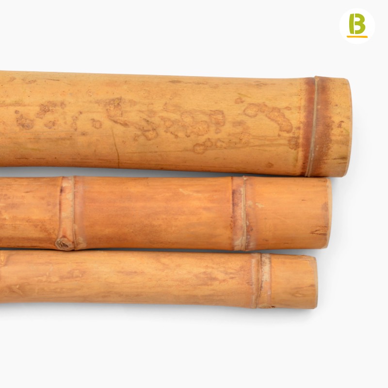 Cañas Bambú Guadua