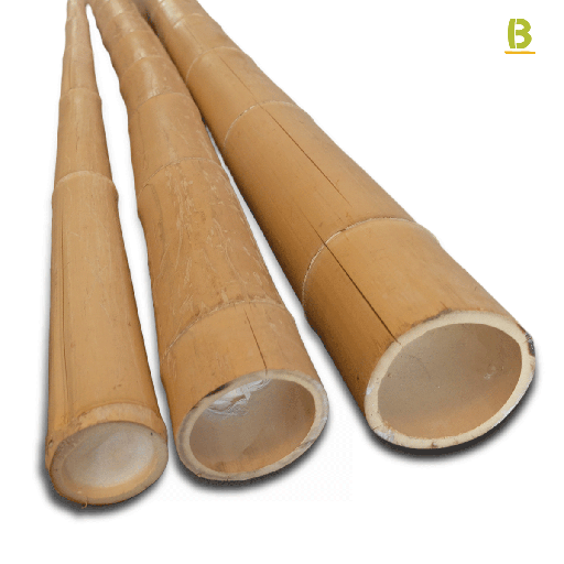 Canas Bambu Moso Outlet